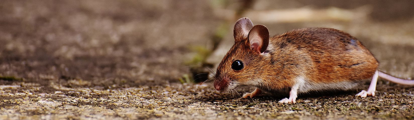 a rodent