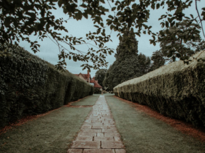 hedge
